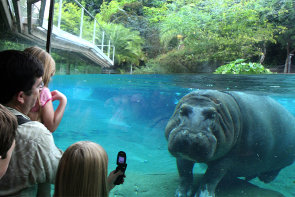 Un hipopótamo en el Zoológico de San Diego
