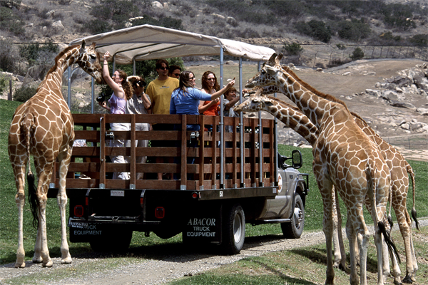 Las jirafas visitan un recorrido en el San Diego Safari Park